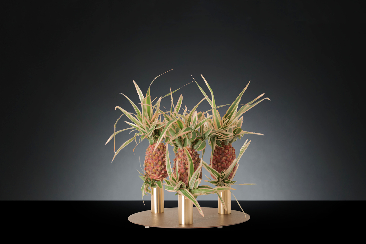 1700218386-1142888.37 TRIS PINEAPPLE FRUIT_2 LOW